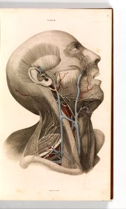 A System of Anatomical Plates of the Human Body, vol. 2 MET DP355583