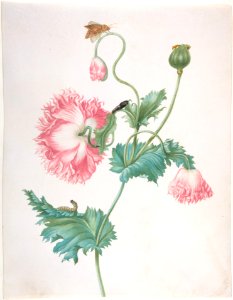A Poppy in Three Stages of Flowering, with a Caterpillar, Pupa and Butterfly MET DP800924