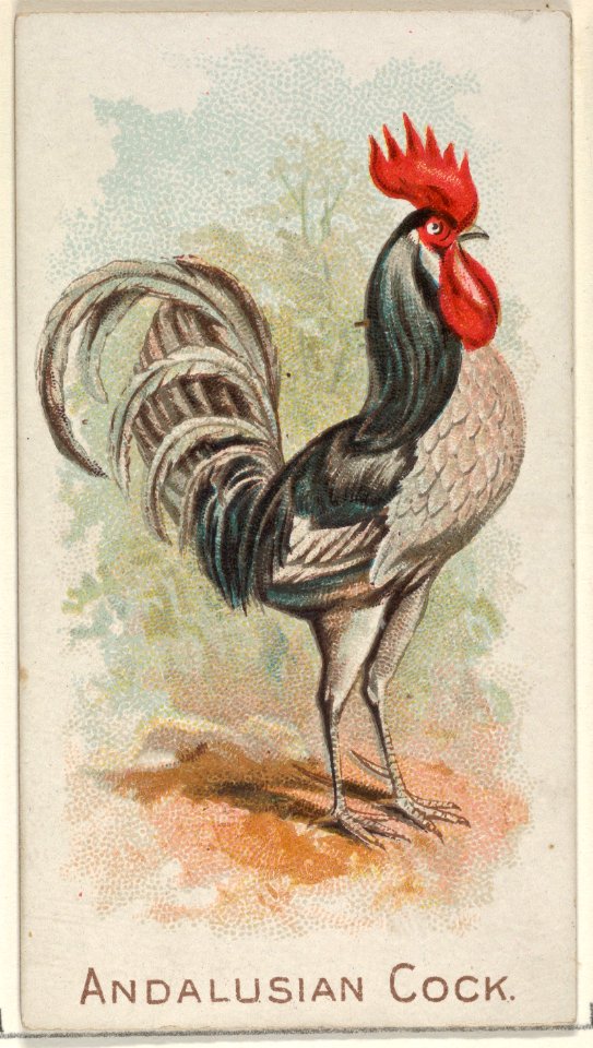 Andalusian Cock, from the Prize and Game Chickens series (N20) for Allen & Ginter Cigarettes MET DP835051