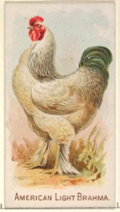 American Light Brahma, from the Prize and Game Chickens series (N20) for Allen & Ginter Cigarettes MET DP835050