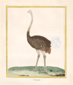 Autruche (Ostrich) Met DP887750