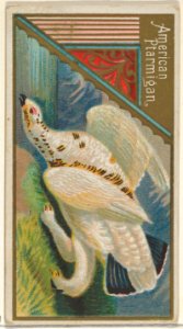 American Ptarmigan, from the Game Birds series (N13) for Allen & Ginter Cigarettes Brands MET DP834657