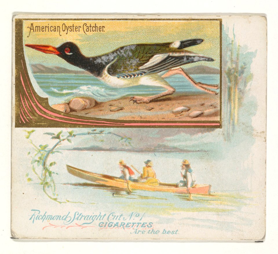 American Oyster Catcher, from the Game Birds series (N40) for Allen & Ginter Cigarettes MET DP839132