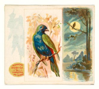 Azuvert, from the Song Birds of the World series (N42) for Allen & Ginter Cigarettes MET DP839245