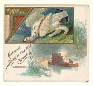 American Ptarmigan, from the Game Birds series (N40) for Allen & Ginter Cigarettes MET DP839134