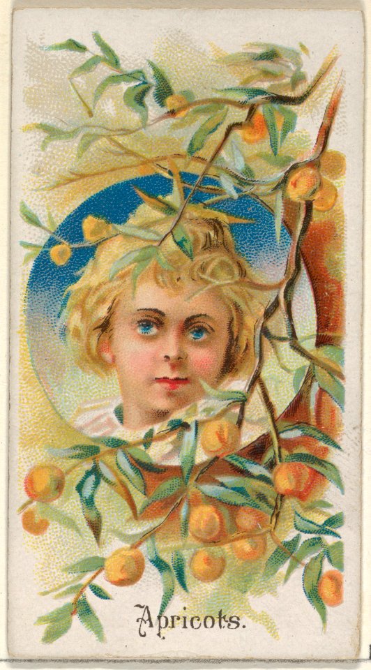 Apricots, from the Fruits series (N12) for Allen & Ginter Cigarettes Brands MET DP834604