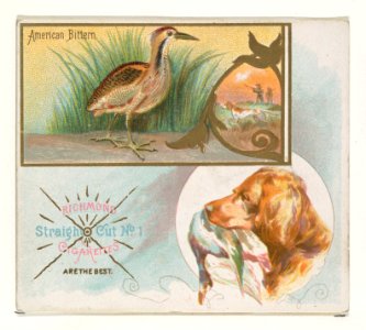 American Bittern, from the Game Birds series (N40) for Allen & Ginter Cigarettes MET DP839130