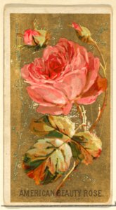 American Beauty Rose, from the Flowers series for Old Judge Cigarettes MET DP822029