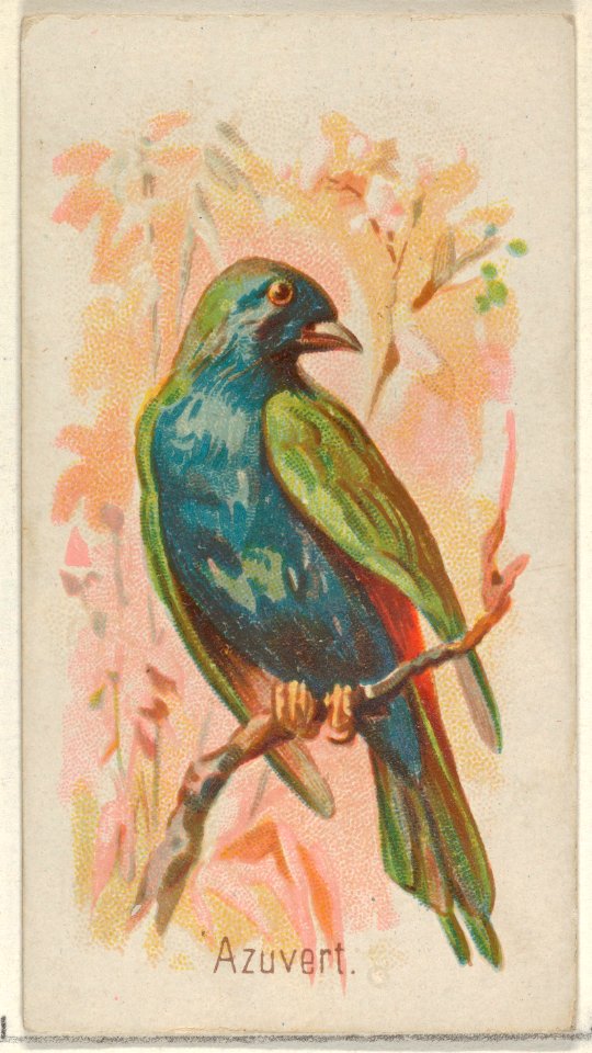 Azuvert, from the Song Birds of the World series (N23) for Allen & Ginter Cigarettes MET DP835260