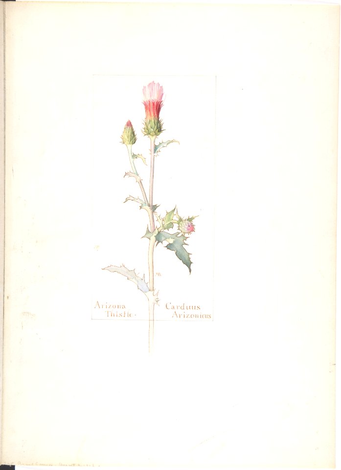 Arizona Thistle, Carduus Arizonicus MET DP808329