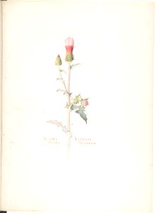 Arizona Thistle, Carduus Arizonicus MET DP808329