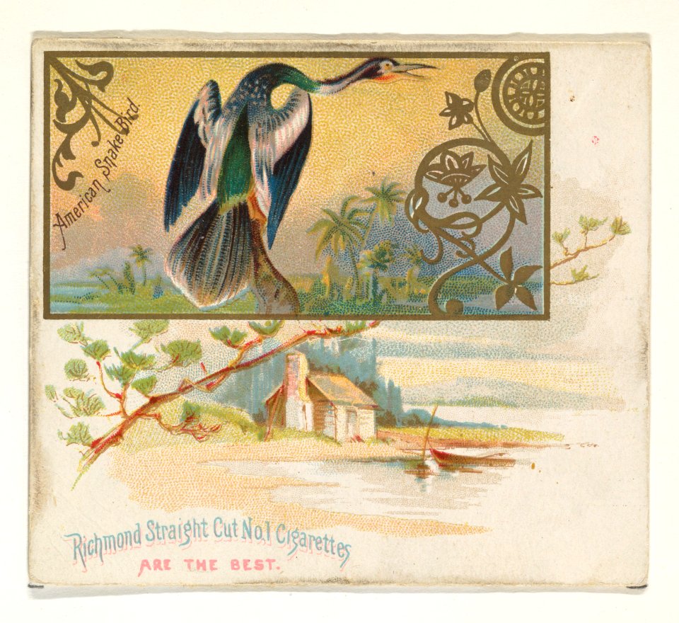 American Snake Bird, from the Game Birds series (N40) for Allen & Ginter Cigarettes MET DP839135