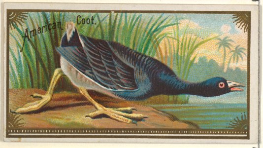 American Coot, from the Game Birds series (N13) for Allen & Ginter Cigarettes Brands MET DP834653