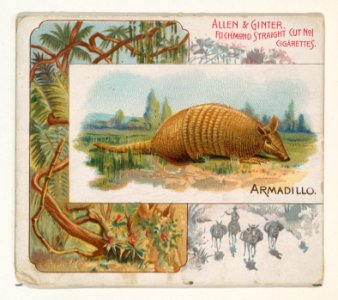 Armadillo, from Quadrupeds series (N41) for Allen & Ginter Cigarettes MET DP839192