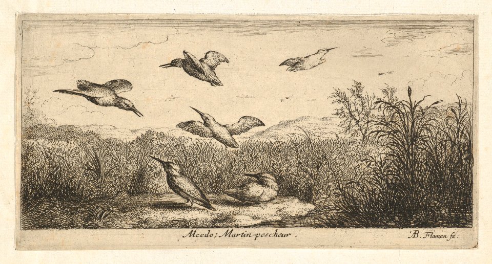 Alcedo, Martin-pescheur (The Kingfisher)- Livre d'Oyseaux (Book of Birds) MET DP857009