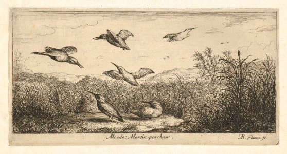 Alcedo, Martin-pescheur (The Kingfisher)- Livre d'Oyseaux (Book of Birds) MET DP857009