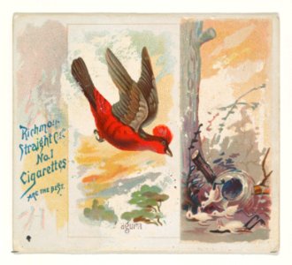Araguira, from the Song Birds of the World series (N42) for Allen & Ginter Cigarettes MET DP839243