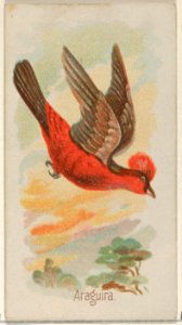 Araguira, from the Song Birds of the World series (N23) for Allen & Ginter Cigarettes MET DP835258