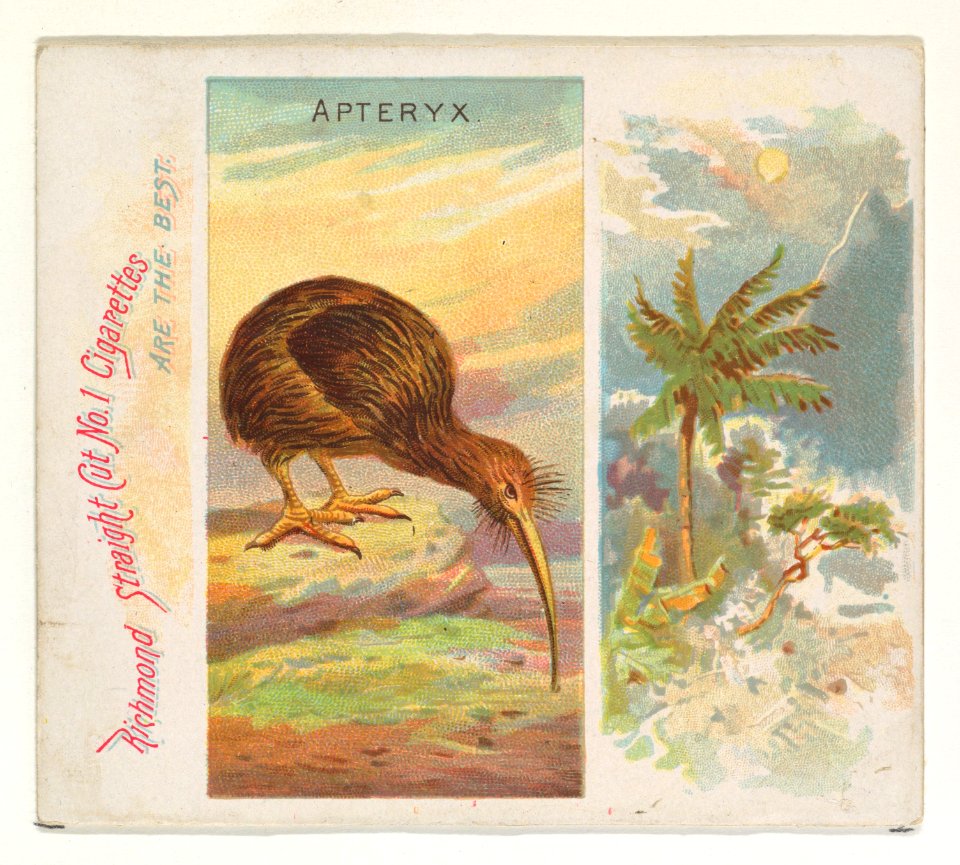 Apteryx, from Birds of the Tropics series (N38) for Allen & Ginter Cigarettes MET DP839012