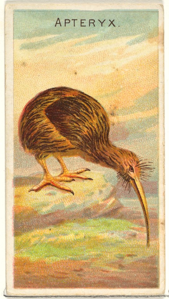 Apteryx, from the Birds of the Tropics series (N5) for Allen & Ginter Cigarettes Brands MET DP829139