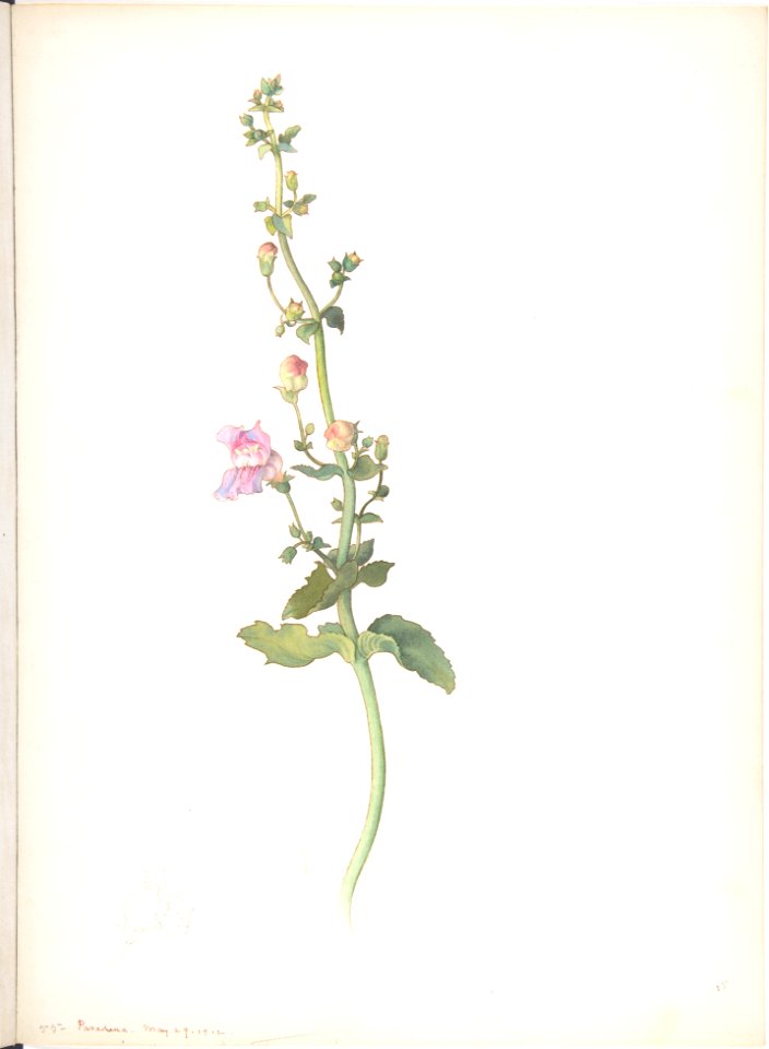 American Wildflower with Pink Blossoms MET DP808516