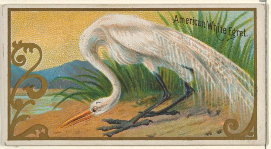 American White Egret, from the Game Birds series (N13) for Allen & Ginter Cigarettes Brands MET DP834659