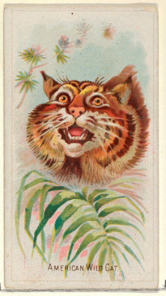 American Wild Cat, from the Wild Animals of the World series (N25) for Allen & Ginter Cigarettes MET DP836475