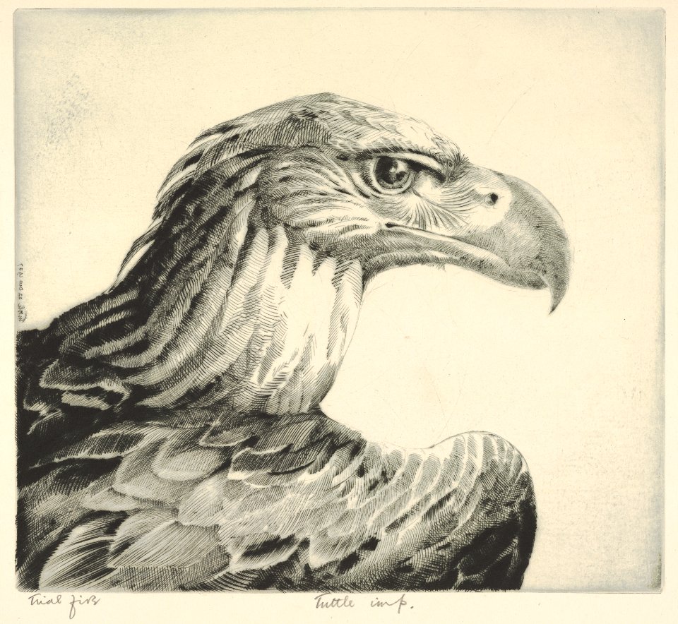 Aquiline (Eagle Head) MET DP832895