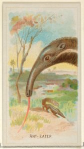 Anteater, from the Wild Animals of the World series (N25) for Allen & Ginter Cigarettes MET DP836474