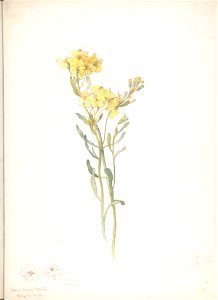 American Wildflower with Yellow Blossoms MET DP808515