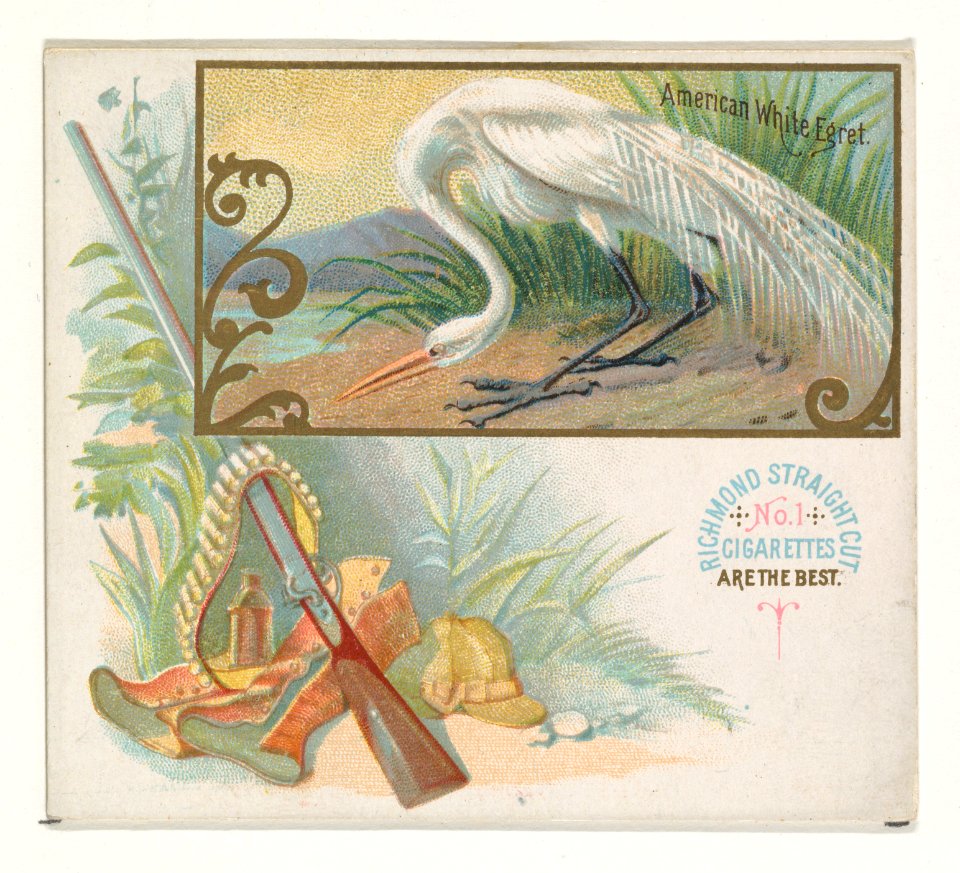 American White Egret, from the Game Birds series (N40) for Allen & Ginter Cigarettes MET DP839136