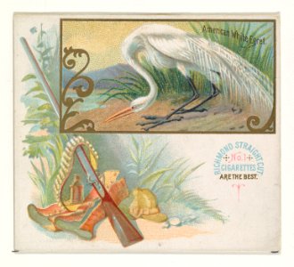 American White Egret, from the Game Birds series (N40) for Allen & Ginter Cigarettes MET DP839136