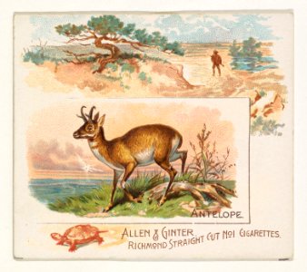 Antelope, from Quadrupeds series (N41) for Allen & Ginter Cigarettes MET DP839191