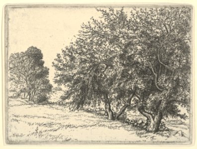 Apple Trees MET DP845490