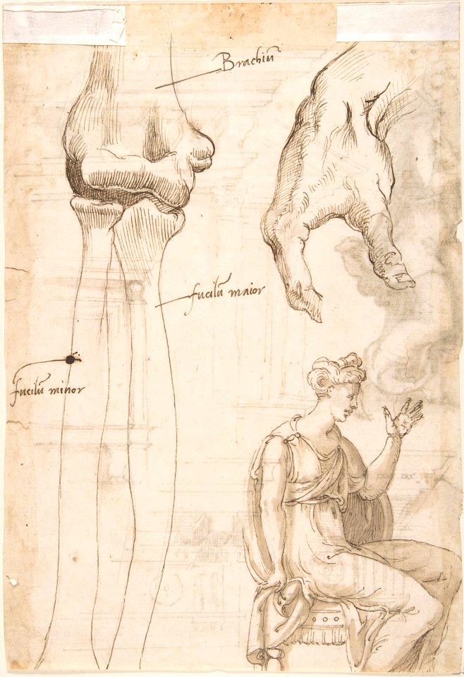 Architectural Sketches and a Figure (recto); Figure and Anatomical Sketches (verso) MET DP801928