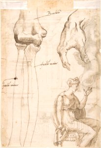 Architectural Sketches and a Figure (recto); Figure and Anatomical Sketches (verso) MET DP801928