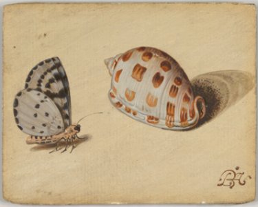 An Arrowhead Blue Butterfly and a Scotch Bonnet Sea Shell MET DP834499