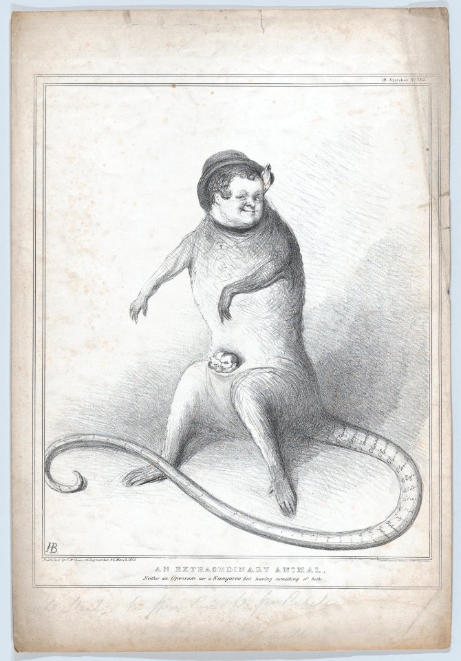 An Extradordinary Animal. Neither an Opossum nor a Kangaroo but having something of both MET DP868287