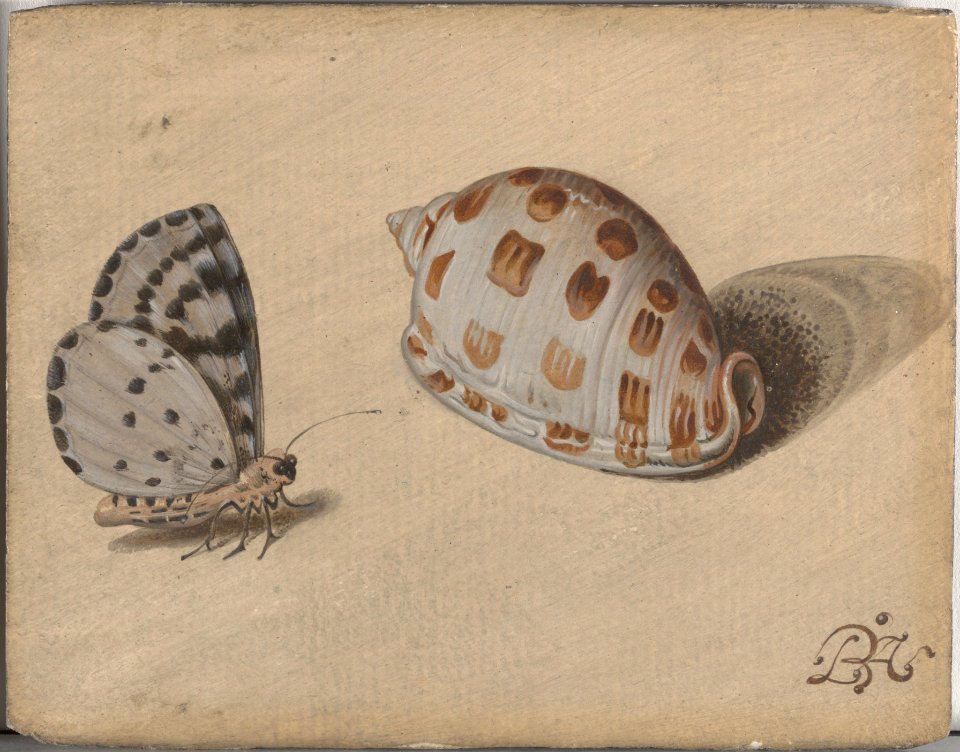 An Arrowhead Blue Butterfly and a Scotch Bonnet Sea Shell MET DP206137