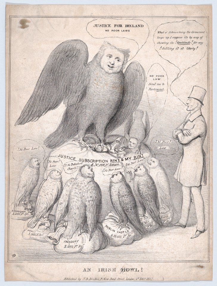 An Irish Howl -Owl-! MET DP869098