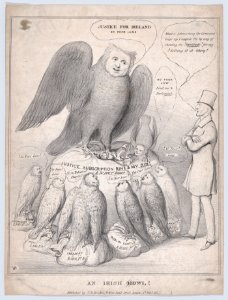 An Irish Howl -Owl-! MET DP869098