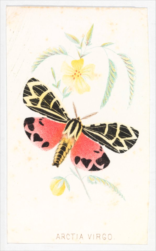 Arctia Virgo from The Butterflies and Moths of America Part 5 MET DP273527