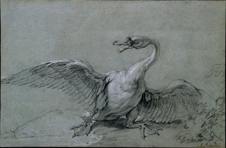 Angry Swan MET DT4883