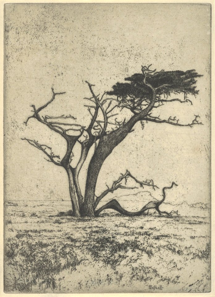 Antlers MET DP845462