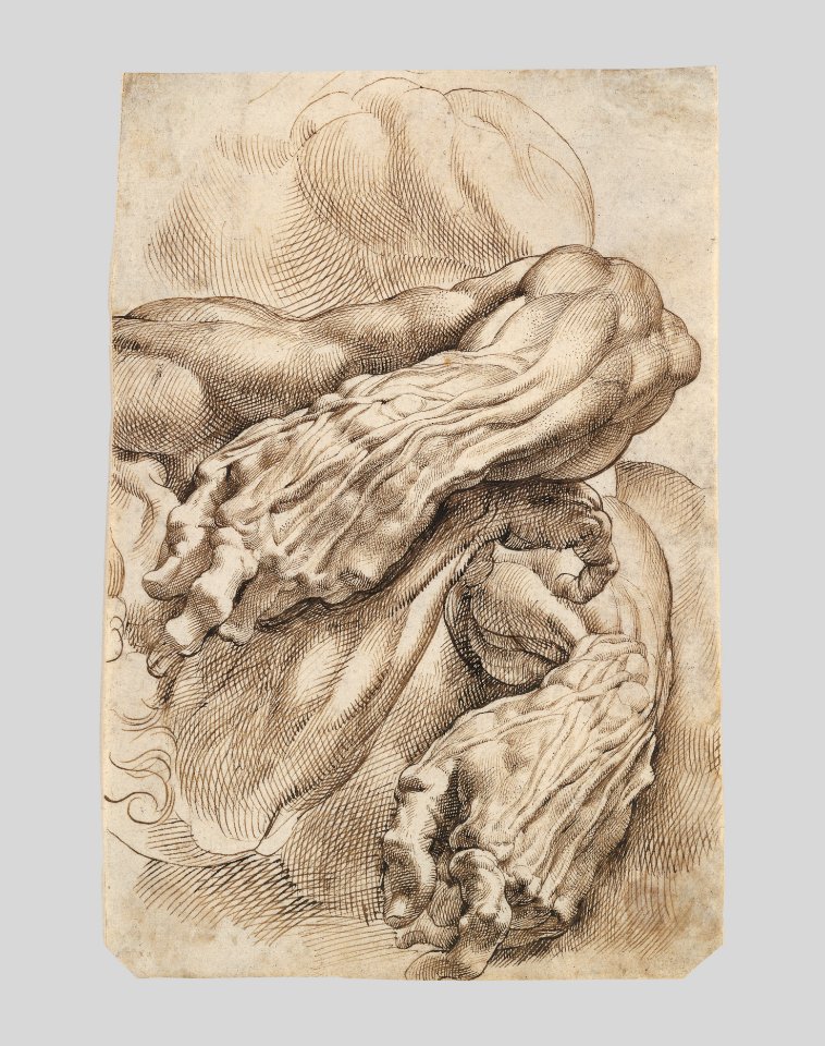 Anatomical Studies- a left forearm in two positions and a right forearm MET RBS C016