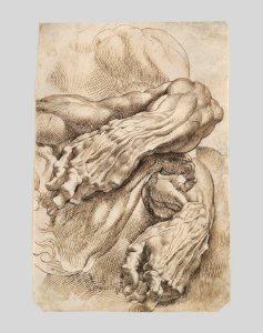 Anatomical Studies- a left forearm in two positions and a right forearm MET RBS C016