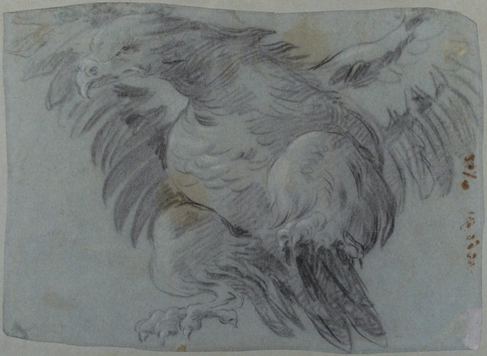 An Eagle with Wings Spread MET 37.165.109