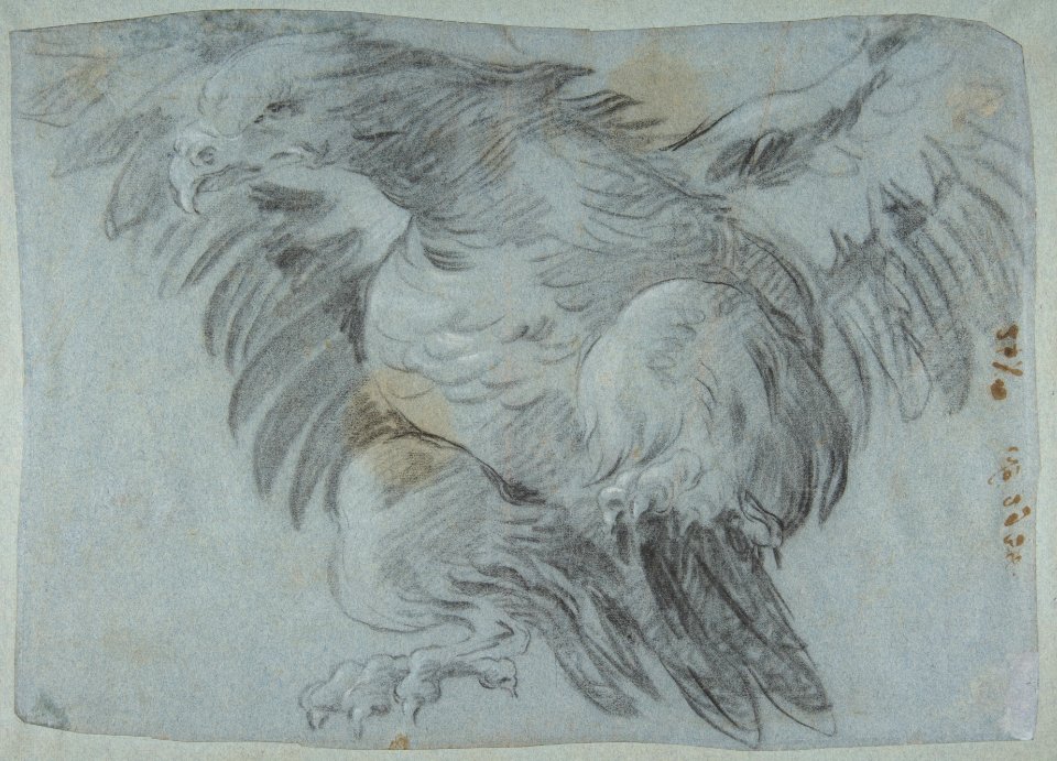 An Eagle with Wings Spread MET DP811963