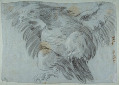 An Eagle with Wings Spread MET DP811963