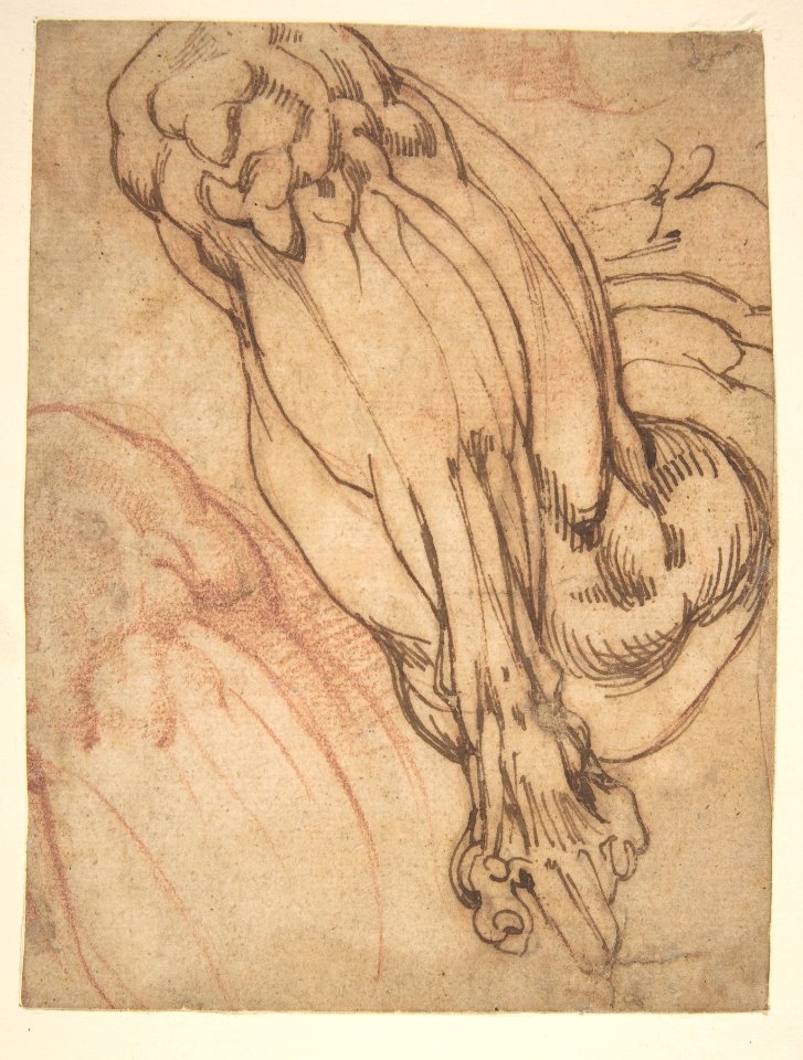 Anatomical Studies of a Leg (recto); Study of a Leg (verso) MET DP810667